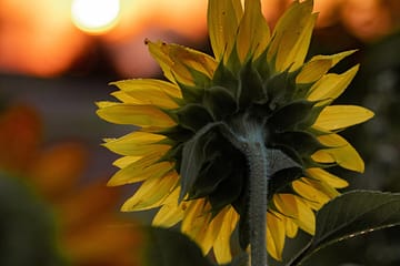 Learn how ADHD shows up in teens and how neuroscience-based, goal-oriented counselling helps improve focus, motivation, and self-esteem. In-person in Coquitlam and online across BC.